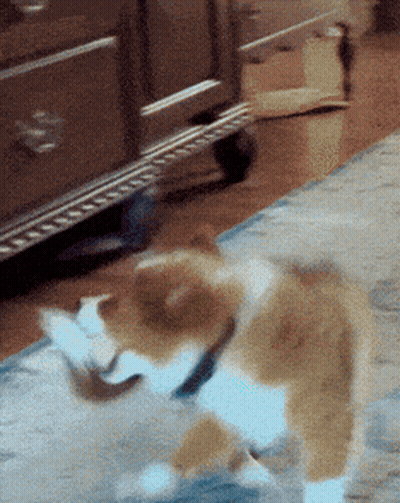 Rabbit Walking On Bed With Stuffed Animal GIF