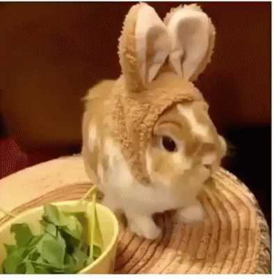 Rabbit Wearing Hat Sitting Next To Bowl Of Lettuce GIF