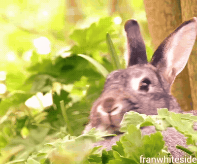 Rabbit With Franwhiteside Text GIF