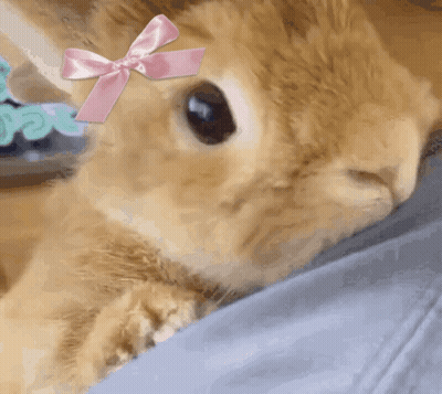 Rabbit With Pink Bow GIF