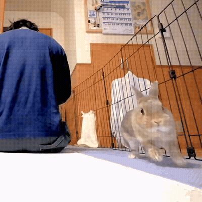 Rabbit With Pink Bow Beside Hands Making Heart GIF