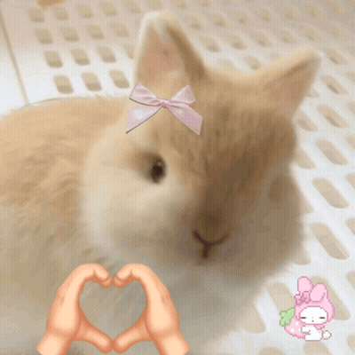 Rabbit With Pink Bow Beside Hands Making Heart GIF