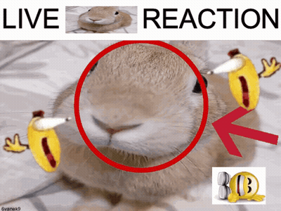 Rabbit With Red Circle Saying Live Reaction GIF
