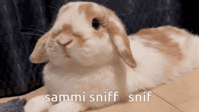 Rabbit With Sammi Sniff Snif Text GIF