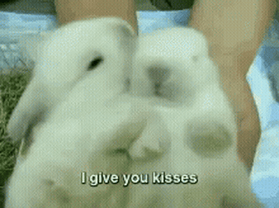 Rabbits Kissing Saying I Give You Kisses GIF