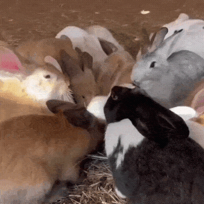 Rabbits Laying Down GIF
