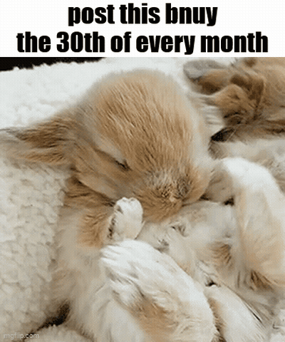 Rabbits Sleeping On Blanket Post This Bnuy The 30Th Of Every Month GIF