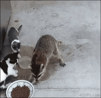 Raccoon And Two Cats Eating From Bowl GIF