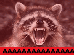 Raccoon Angry Screaming GIF