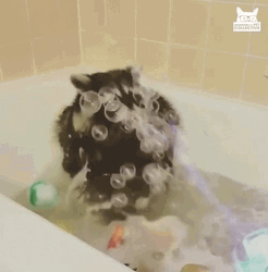 Raccoon Bath Tub Bubbles GIF