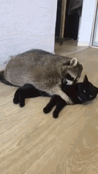 Raccoon Cuddling Cat GIF
