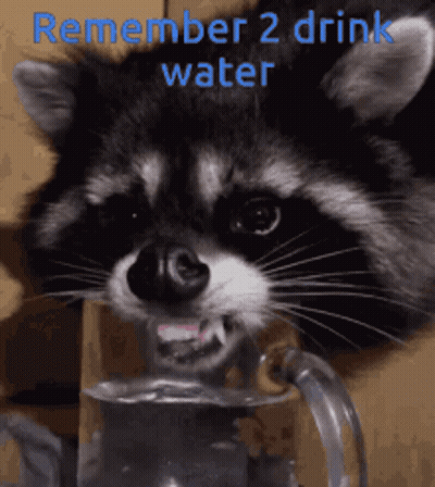 Raccoon Drinking From Pitcher Remember 2 Drink Water GIF