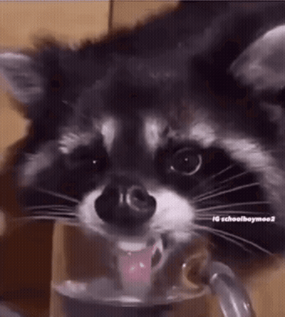 Raccoon Drinking Milk From Bottle GIF