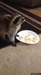 Raccoon Eating Banana GIF