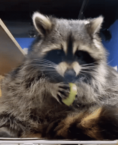 Raccoon Eating Food GIF
