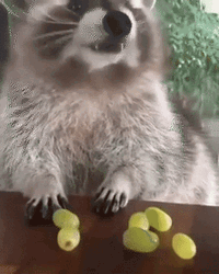 Raccoon Eating Grapes GIF