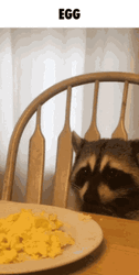 Raccoon Eating Scrambled Egg GIF