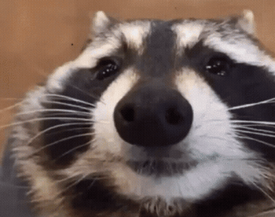 Raccoon Face Close Up Looking At Camera GIF
