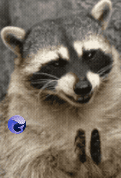 Raccoon Face Next To Firefox Icon GIF
