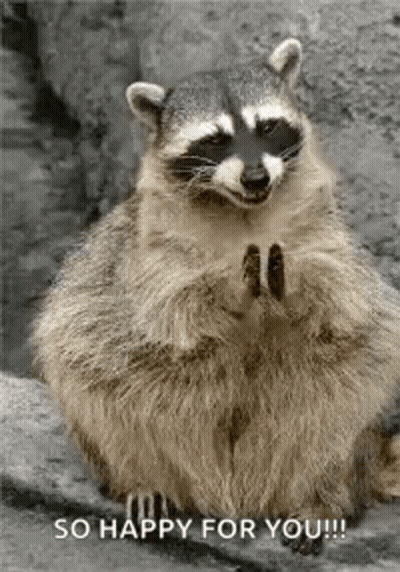 Raccoon Holding Star In Nose GIF