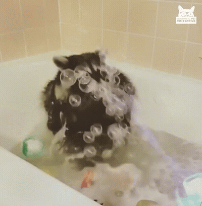 Raccoon In Bathtub With Bubbles And Cat Collective Logo GIF