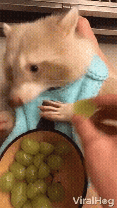 Raccoon In Blue Scarf Being Fed Grapes GIF