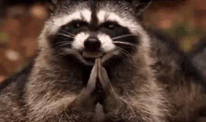 Raccoon Is Scheming GIF