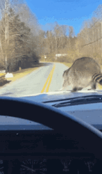 Raccoon Jumping Off Car GIF