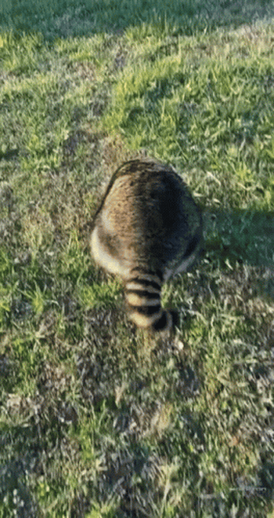 Raccoon Laying In Grass Looking At Something GIF