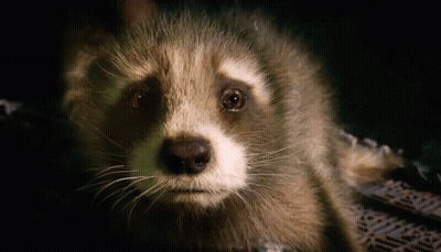 Raccoon Looking At Camera Black Background GIF