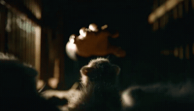 Raccoon Looking At Camera On Black Background GIF