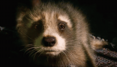 Raccoon Looking At Camera On Black Background GIF