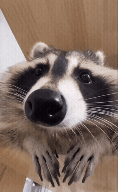 Raccoon Looking At Camera With Paws Up GIF