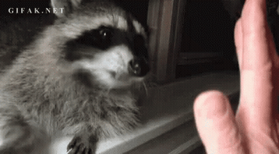 Raccoon Looking At Finger GIF