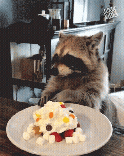 Raccoon Looking At Plate Of Food With Whipped Cream Berries And Marshmallows GIF