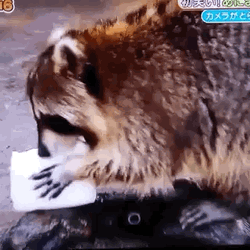 Raccoon Looking For Ice GIF