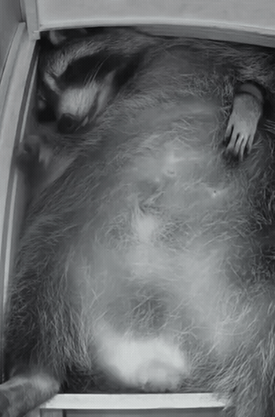 Raccoon Lying In A Box GIF