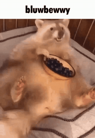 Raccoon Lying On Bed With Blueberries In Mouth GIF