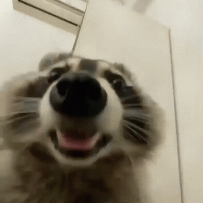 Raccoon Nose Close Up Looking At Camera GIF