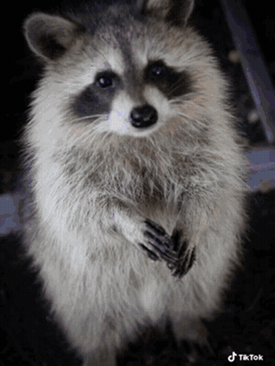 Raccoon On Hind Legs Looking At Camera TikTok GIF