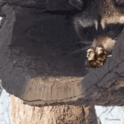 Raccoon Paw On Rock GIF