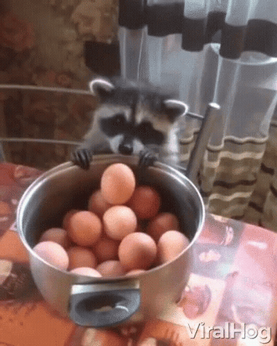 Raccoon Peeking Out Of Pot Of Eggs GIF