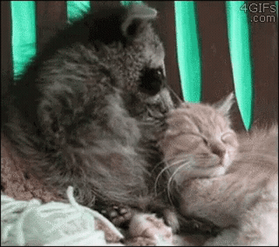 Raccoon Petting Kitten On Chair 4Gifs.com GIF