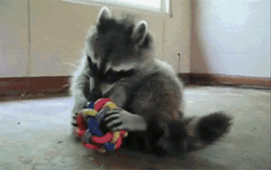 Raccoon Playing Ball GIF