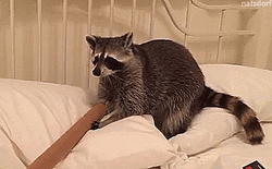 Raccoon Playing With Pole GIF