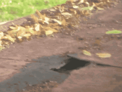 Raccoon Popping Head Sneaking GIF
