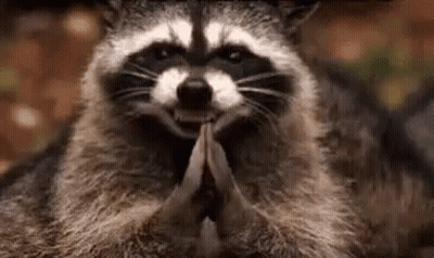 Raccoon Praying With Folded Hands GIF