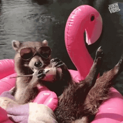 Raccoon Relax Sunbathing GIF