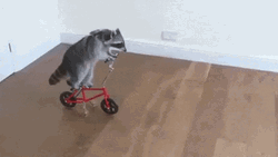 Raccoon Riding Cycle GIF