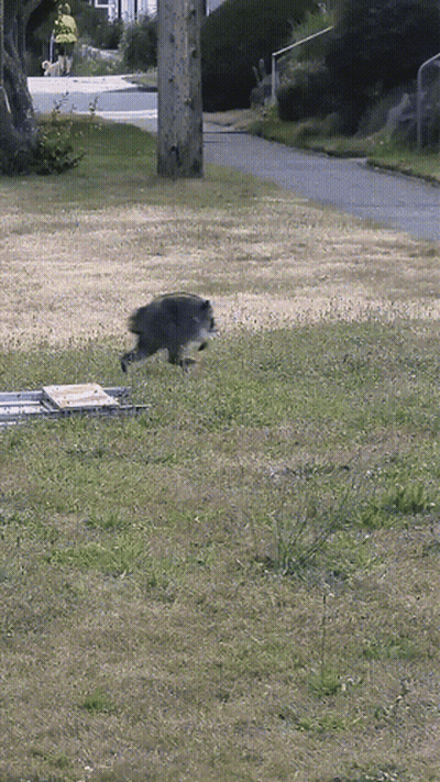 Raccoon Running Across Grassy Field With Man Walking Dog GIF